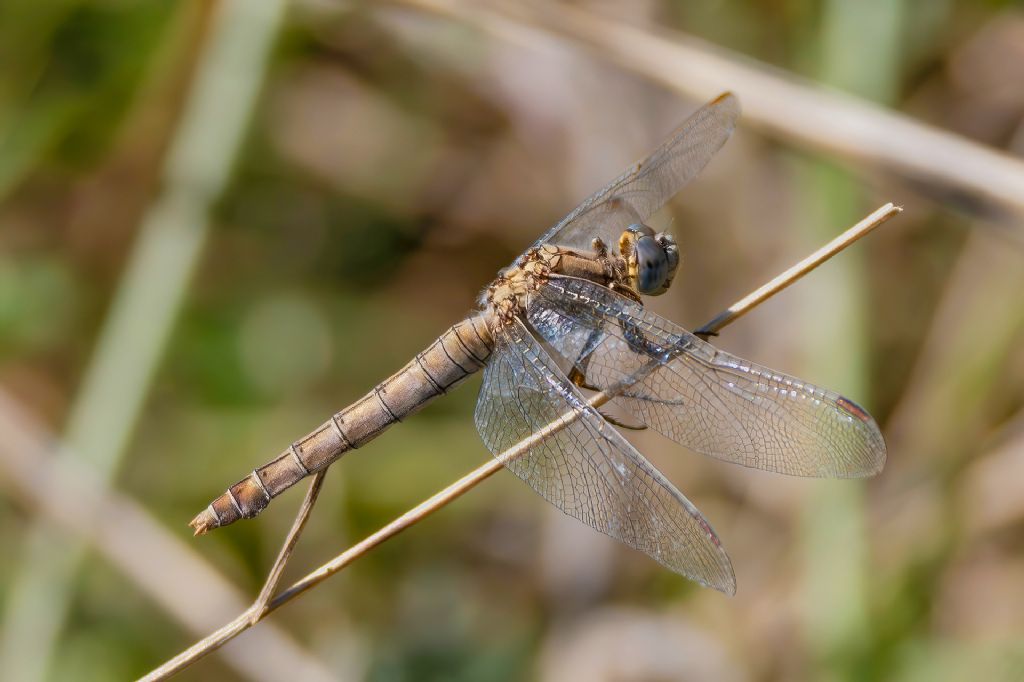Libellulidae - Orthetrum sp. - Orthetrum brunneum